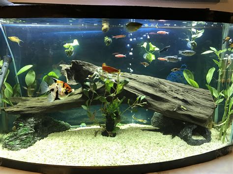 Freshwater Aquarium Tropical Fish Tanks Tropical Fish Aquarium Fish