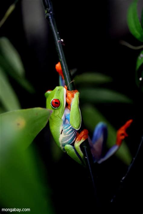 Picture Red Eyed Tree Frog