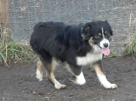 Australian shepherd breeders in australia and new zealand. Mini Aussies Oregon City Shepherd Portland Sale Breeder ...