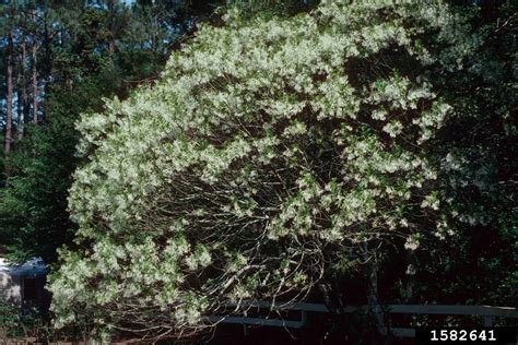 White Fringetree Chionanthus Virginicus