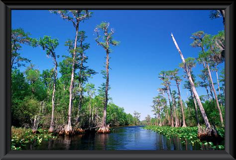 The Secret History Of The Okefenokee Swamp The Americas Revealed