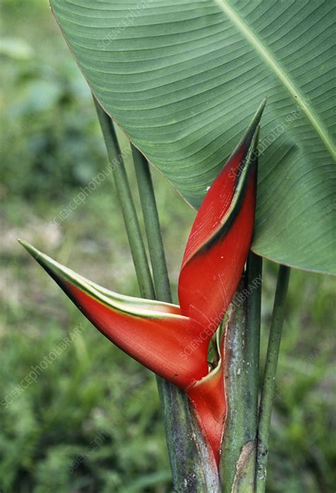 Heliconia Flower Stock Image B7600502 Science Photo Library