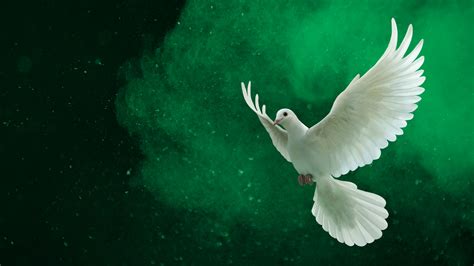 2304x864 2304x864 Peace Dove Wallpaper For Computer Coolwallpapersme