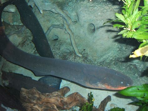 Electric Eels Remote Control Their Prey Science News