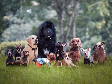 Hund Tipps Zur Auswahl Und Haltung Des Besten Freundes Der Menschen