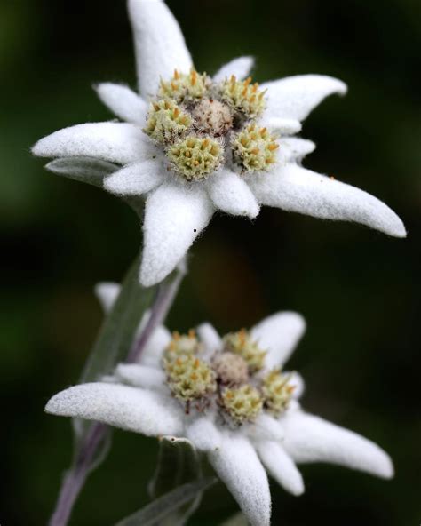 Edelweiss Meaning What Is The History Behind The Flower Of Alps