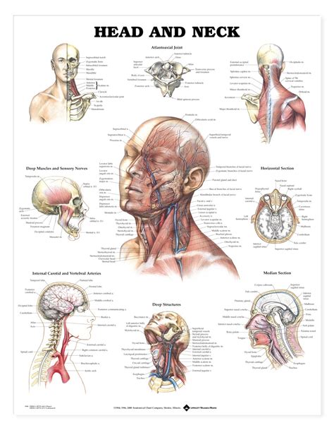 Head And Neck Anatomical Chart Anatomy Models And Anatomical Charts