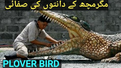 Cleaning The Teeth Of Alligator And How Plover Bird Got His Food Full