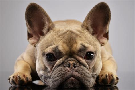 In order for dogs to live happy, productive, and long lives their owners need to be aware of the everyday health requirements as well. The cute face of the French Bulldog exposes him to the ...