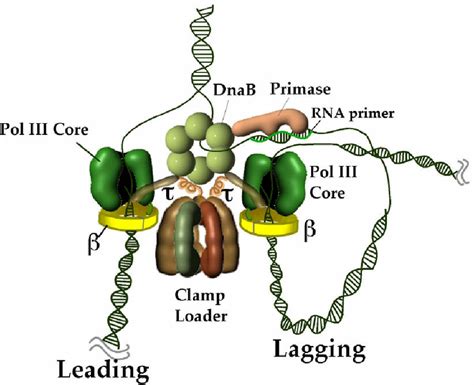 architecture of the e coli replisome download scientific diagram