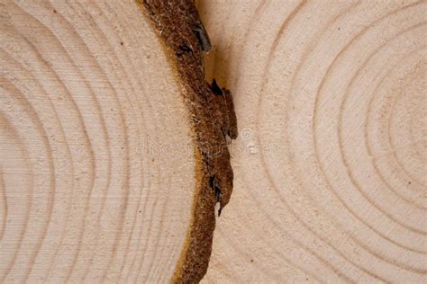 Pine Tree Trunk Cross Section With Annual Rings Lumber Piece Close Up