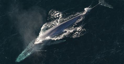 These 9 Amazing Blue Whale Facts Will Leave You Speechless