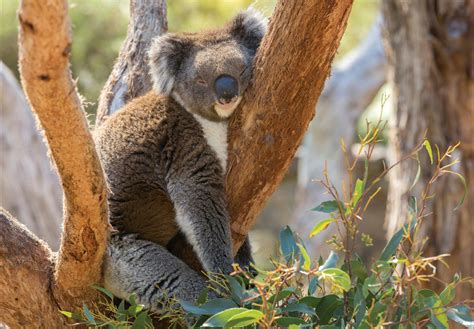 Cleland Wildlife Park Visit Adelaide Hills