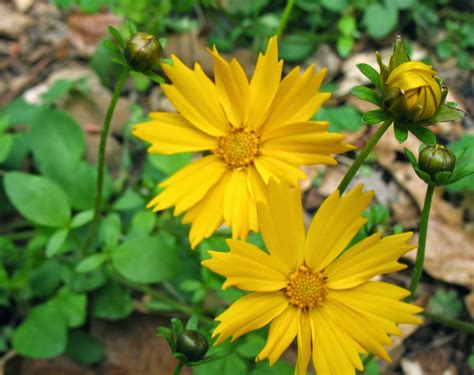 Using Georgia Native Plants Awesome Easy Native Perennials For