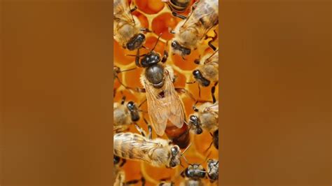 What Is The Role Of The Queen Bee In The Hive And How Is She Chosen