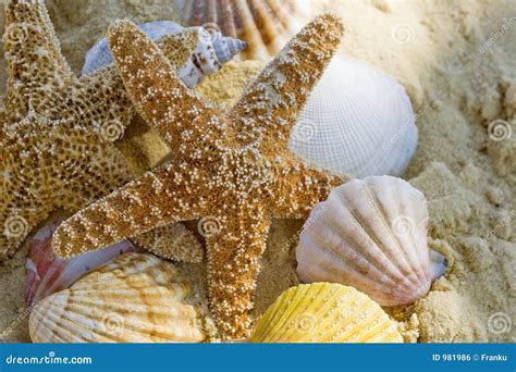 Starfish And Shells On The Beach Royalty Free Stock Image Image 981986