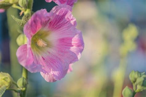 Pink Flower Of Mallow Outdoors Close Up Stock Image Image Of Bright