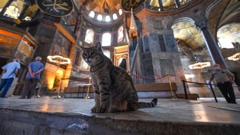 Thousands Mourn Turkey S Beloved Hagia Sophia Cat