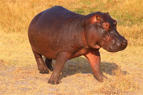 Black Hippopotamus Laying On Ground During Daytime · Free Stock Photo