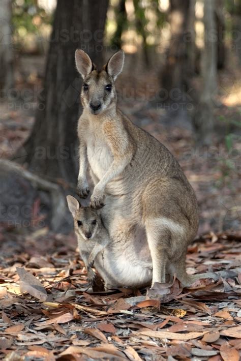 Image Of Close Up Of A Mother Kangaroo With A Joey In Pouch Austockphoto