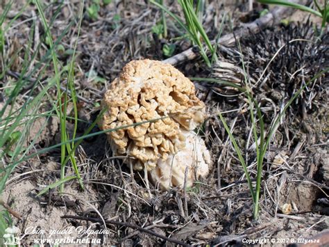 Світ грибів України » Morchella steppicola