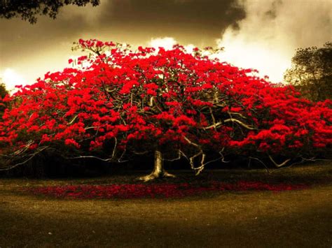 Red Flowers Tree Wide Hd Wallpaper Flowering Trees