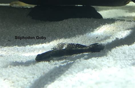 Styphonidon Gobies The Planted Tank Forum