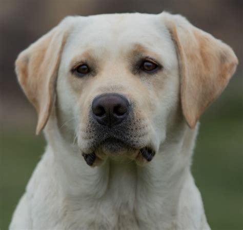 Find local labrador retriever puppies for sale and dogs for adoption near you. BoulderCrest Ranch - Yellow English Labrador & Chinese ...