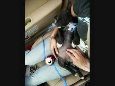 Check spelling or type a new query. Dog Breathing Hard and Coughing Up Blood: D-con Poisoning ...