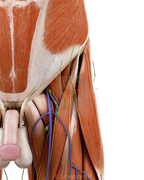 Diagram Of Male Groin Area Groin Muscle Injuries Anatomy Dr Mel