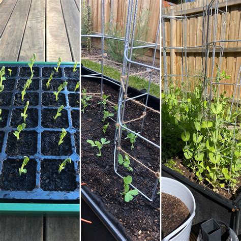 Some Progress Shots Of My Sugar Snap Peas First Time Gardener And I Am