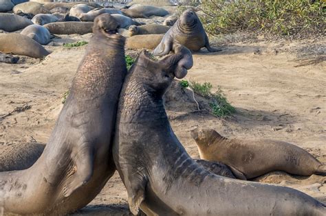 Mating Fighting Birthing Elephant Seals Delight Crowds At Año Nuevo