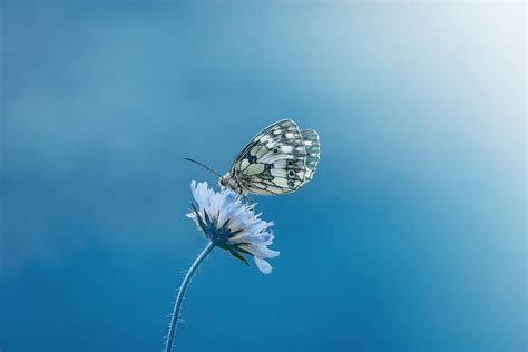Download Butterfly Flower Blue Color Hd Wallpaper