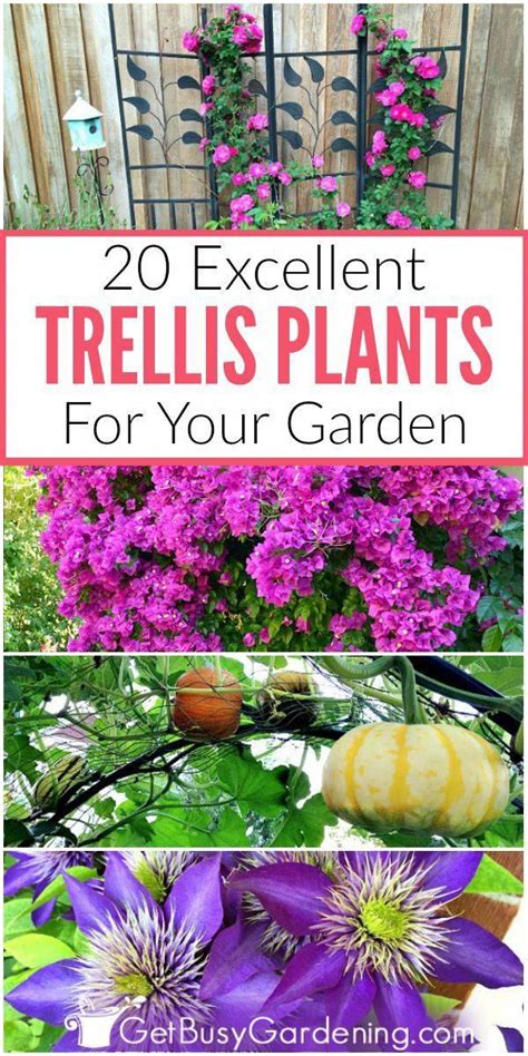 Train this climber on a trellis to show off its scented, white starry flowers. Gardening Presents #GardeningAndLandscaping | Climbing ...