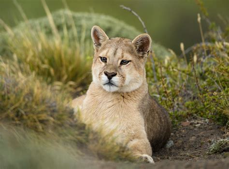 Puma Tracking In Patagonia A Big Cat Adventure In Chile Tribes Travel