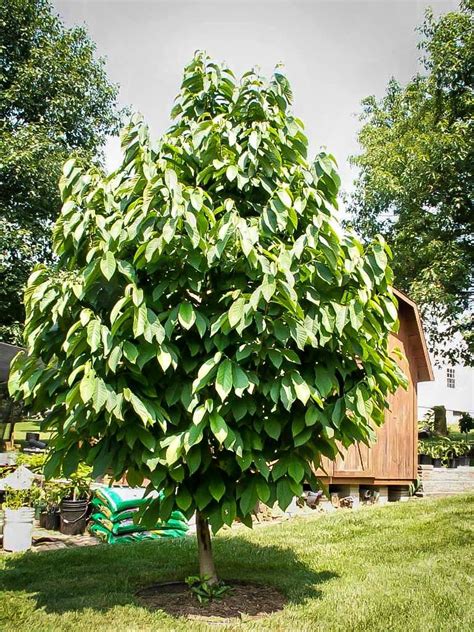 Pawpaw Tree For Sale Online | The Tree Center