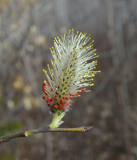Salix Discolor Pussy Willow Go Botany