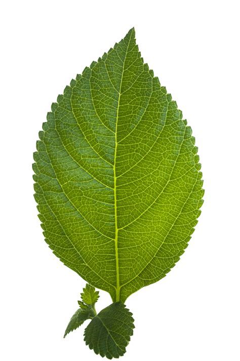 Download Leaf Hd Hq Png Image In Different Resolution Freepngimg