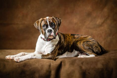 Perfect Color Harmony In This Boxer Image Photography By Denver Dog