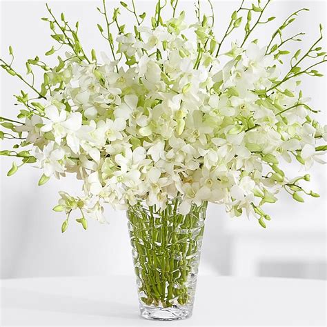 Huge White Dendrobium Arrangement In Simple Glass Cylinder Vase White Dendrobium Orchids