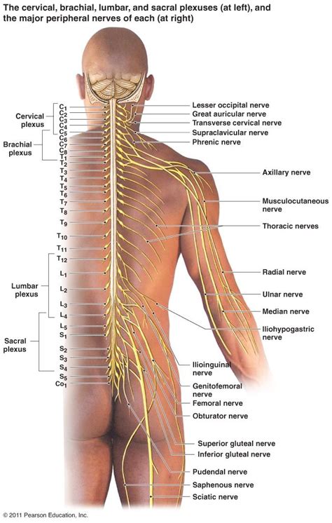 Peripheral Nervous System Components Spinal Nerves 31 Pairs Diagram