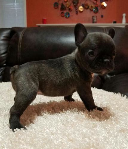 Buy and sell on gumtree australia today! AKC Micro French Bulldog Puppies (Frenchie) Now Ready for ...