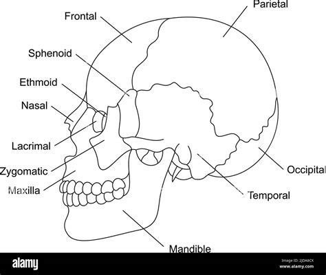 anatomía de los huesos del cráneo humano con descripciones estructura de las partes craneales