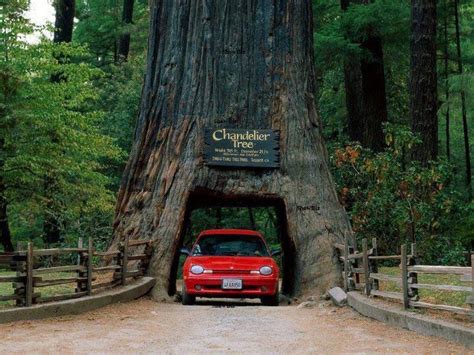 Drive Through Tree Redwood Forrest Ca Places I Want To Go Pintere