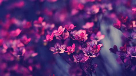 Free Download Flower Images For Wallpaper Weneedfun 1920x1080 For