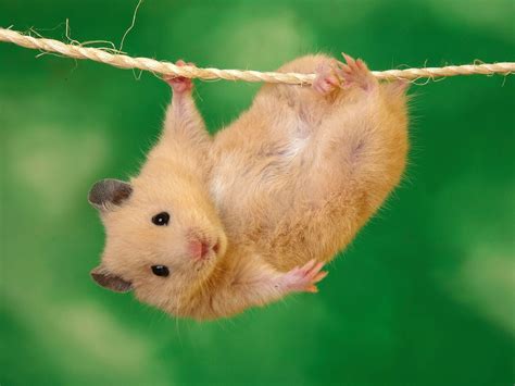 Qq Wallpapers Funny Hamster Photos