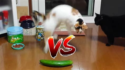 Cats Vs Cucumbers Cats Scared Of Cucumbers Compilation Funny Cats