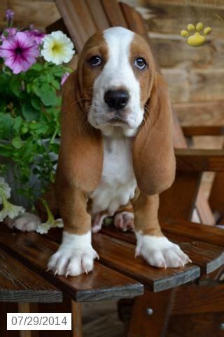 They were known as slow, short dogs with outstanding noses. Basset Hound Puppy for Sale in Ohio | Basset Hound Puppies ...