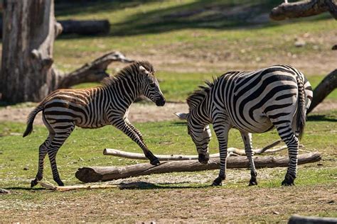 Grants Zebra Utpräglat Flockdjur Borås Djurpark