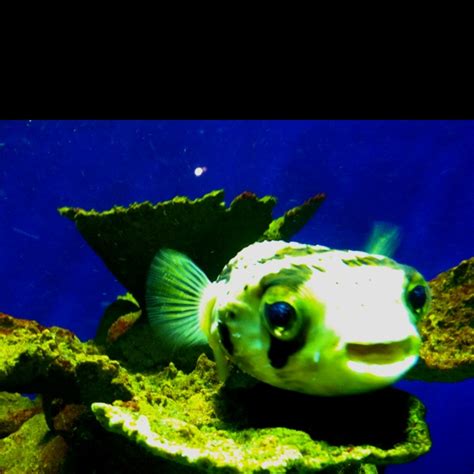 17 Best Images About Puffers On Pinterest Underwater Eyes And Vertebrates